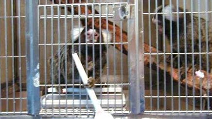 A marmoset holding plastic spoon through bars of its cage