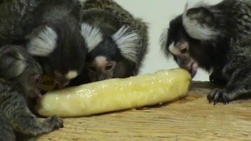 Pygmy hot sale marmoset food